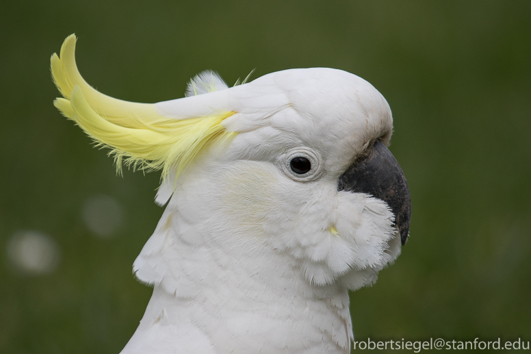 Sulfur crested cockatoo